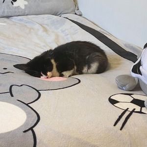 Meet your Posher, Joyce